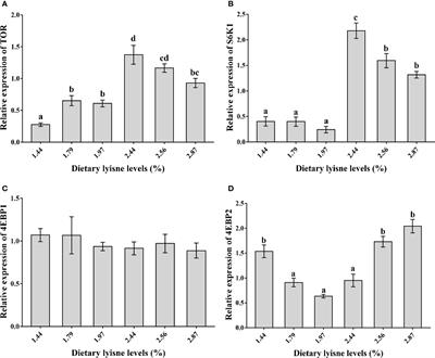 Dietary Lysine Levels Improved Antioxidant Capacity and Immunity via the TOR and p38 MAPK Signaling Pathways in Grass Carp, Ctenopharyngodon idellus Fry